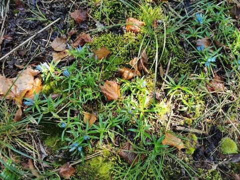 Gentiana davidii Franch.的圖片