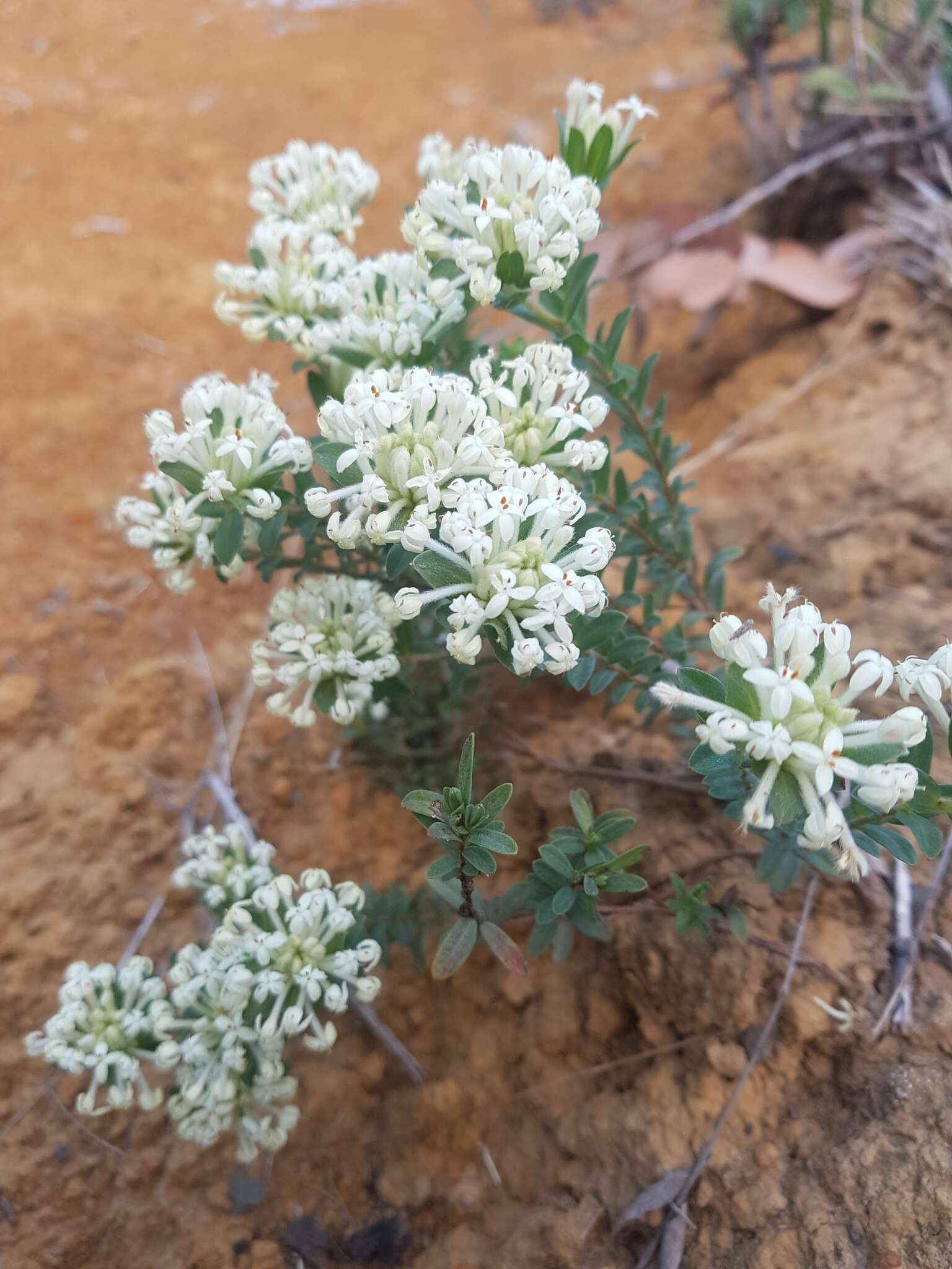 Image of Pimelea humilis R. Br.