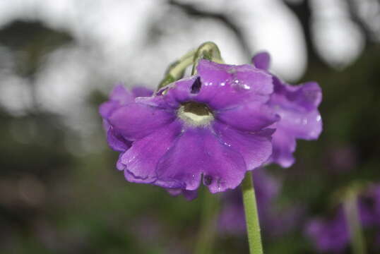 Imagem de Primula calliantha Franch.