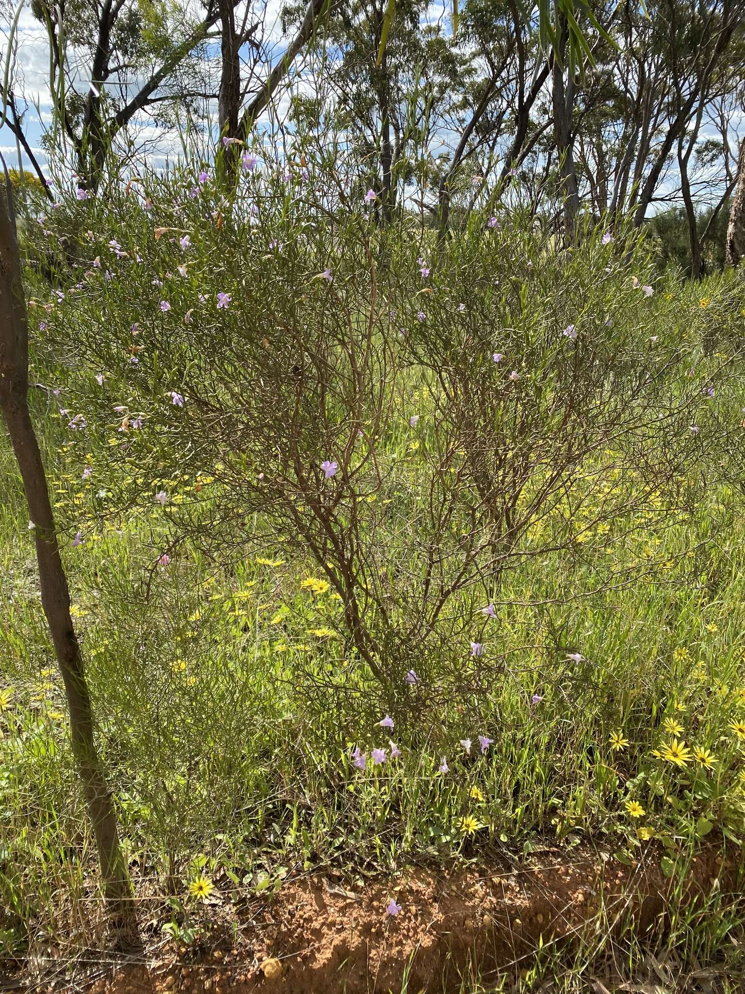 Image de Eremophila drummondii F. Muell.