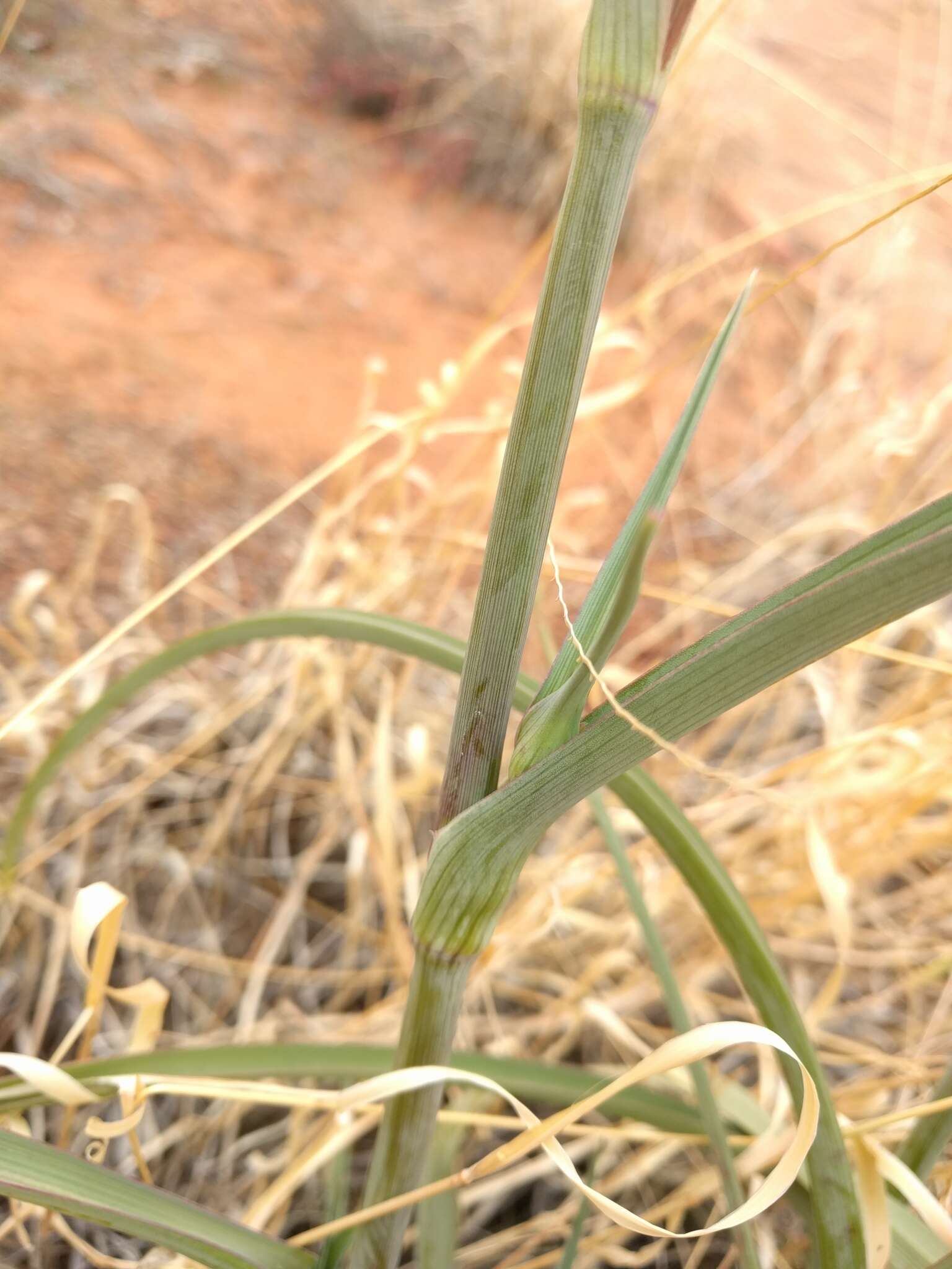 Imagem de Tradescantia occidentalis var. occidentalis