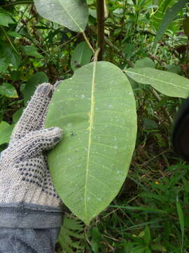 Ficus tonduzii Standl. resmi