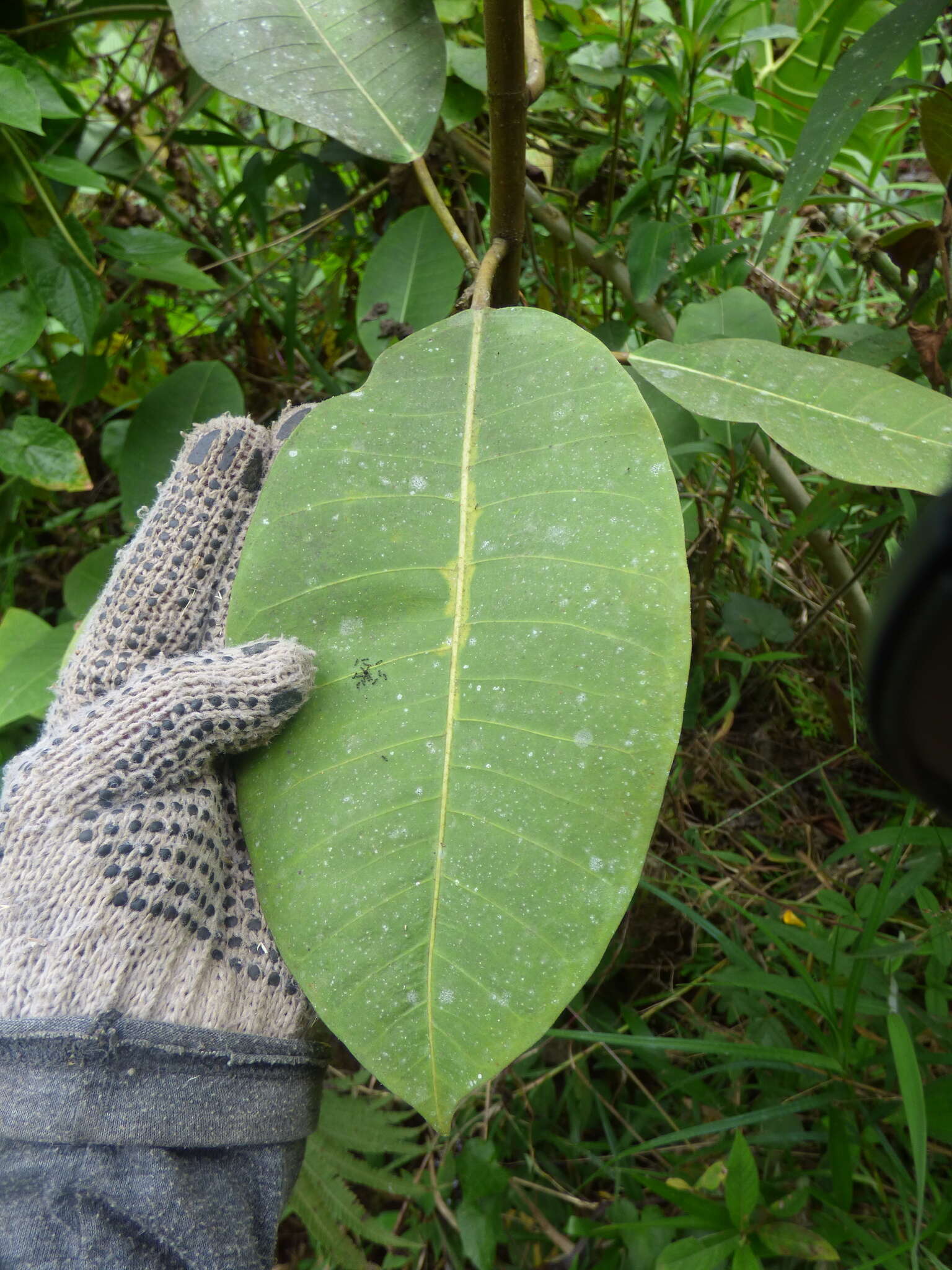 Ficus tonduzii Standl. resmi