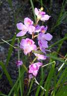 Calopogon multiflorus Lindl.的圖片