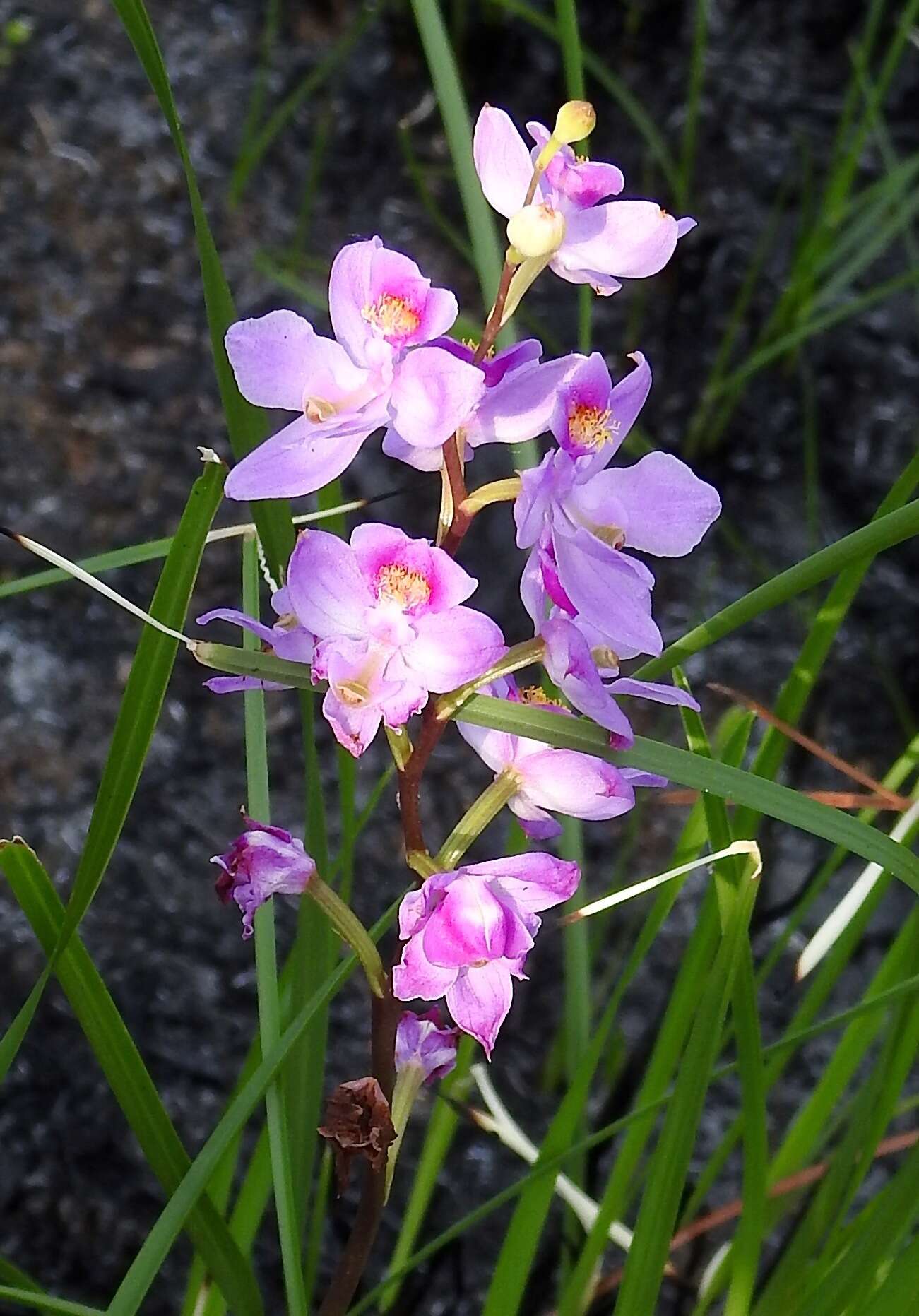 Image of Many-flowered grass-pink orchid