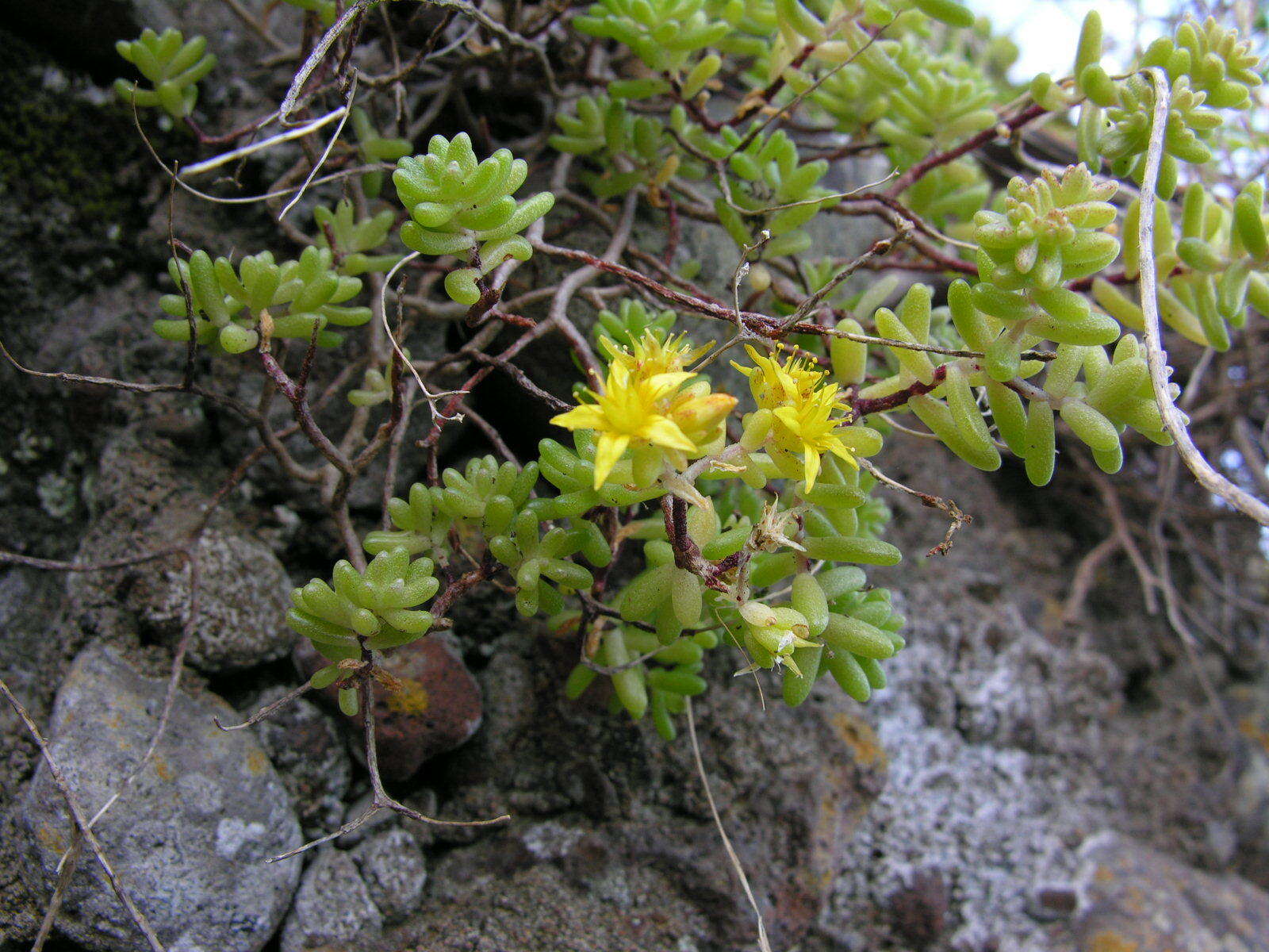 Image of Sedum nudum Ait.