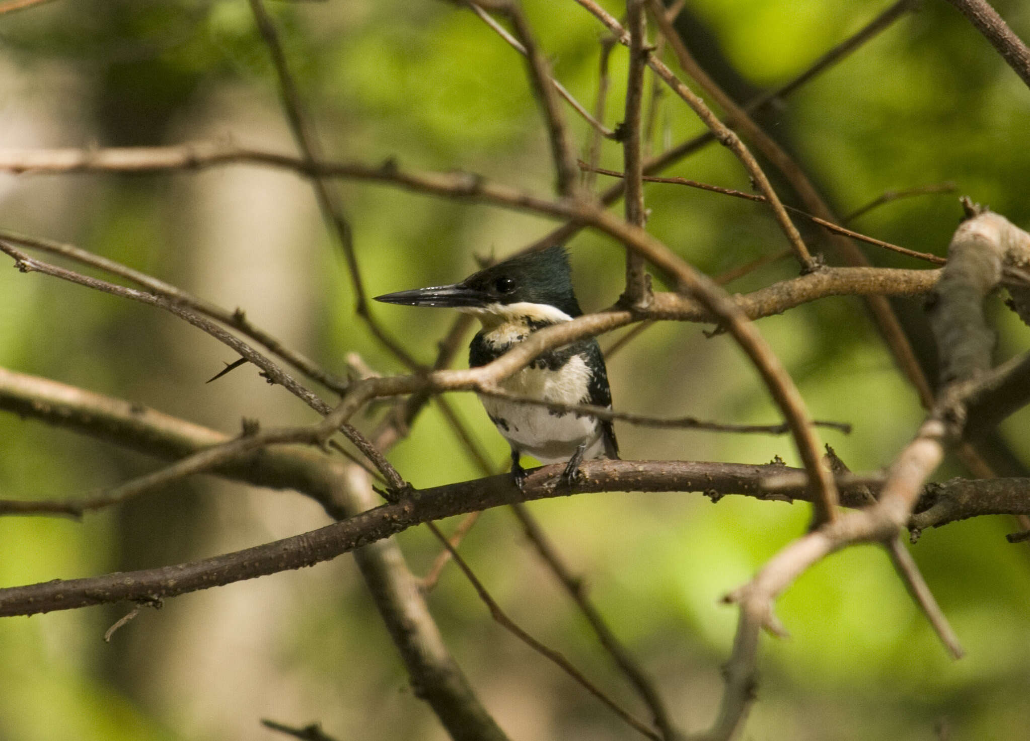 Image of Green Kingfisher