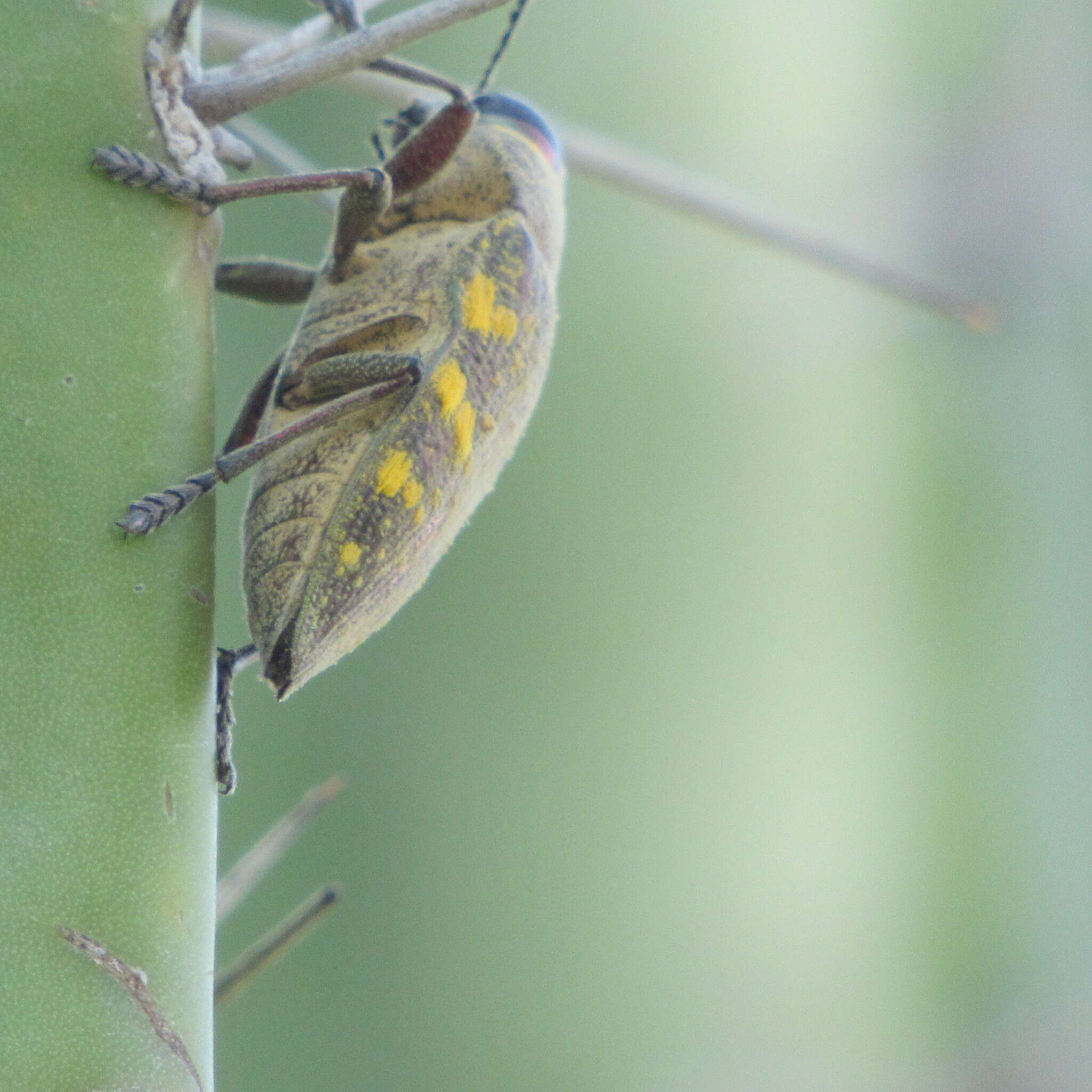 Image of Lampetis hirtomaculata (Herbst 1801)