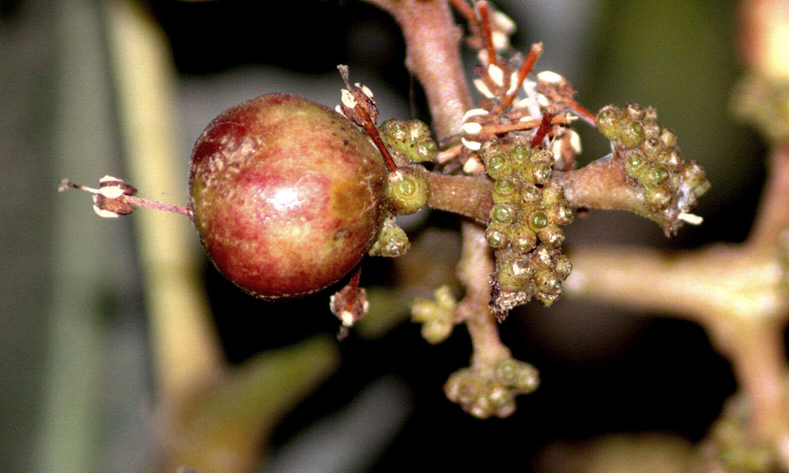 Image of Ixora brachiata Roxb.