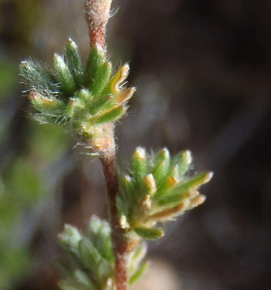 Image of Cliffortia eriocephalina Cham.