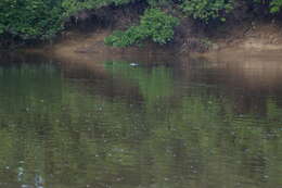 Image of Bolivian river dolphin