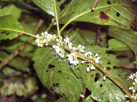 Imagem de Aegiphila monstrosa Moldenke