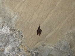 Image of thumbless bat