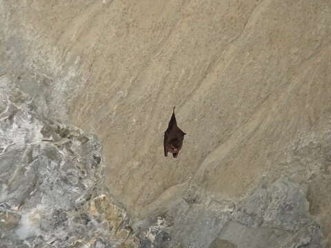 Image of thumbless bat