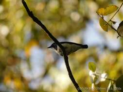 Image of Ultramarine Flycatcher