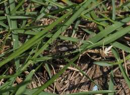 Sivun Dianemobius fascipes (Walker & F. 1869) kuva