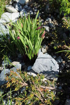 Image of Allium insubricum Boiss. & Reut.
