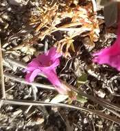 Image of Fremont's monkeyflower