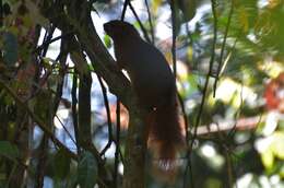 Image of Black And Red Bush Squirrel