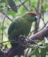 Image of Cyanoramphus Bonaparte 1854