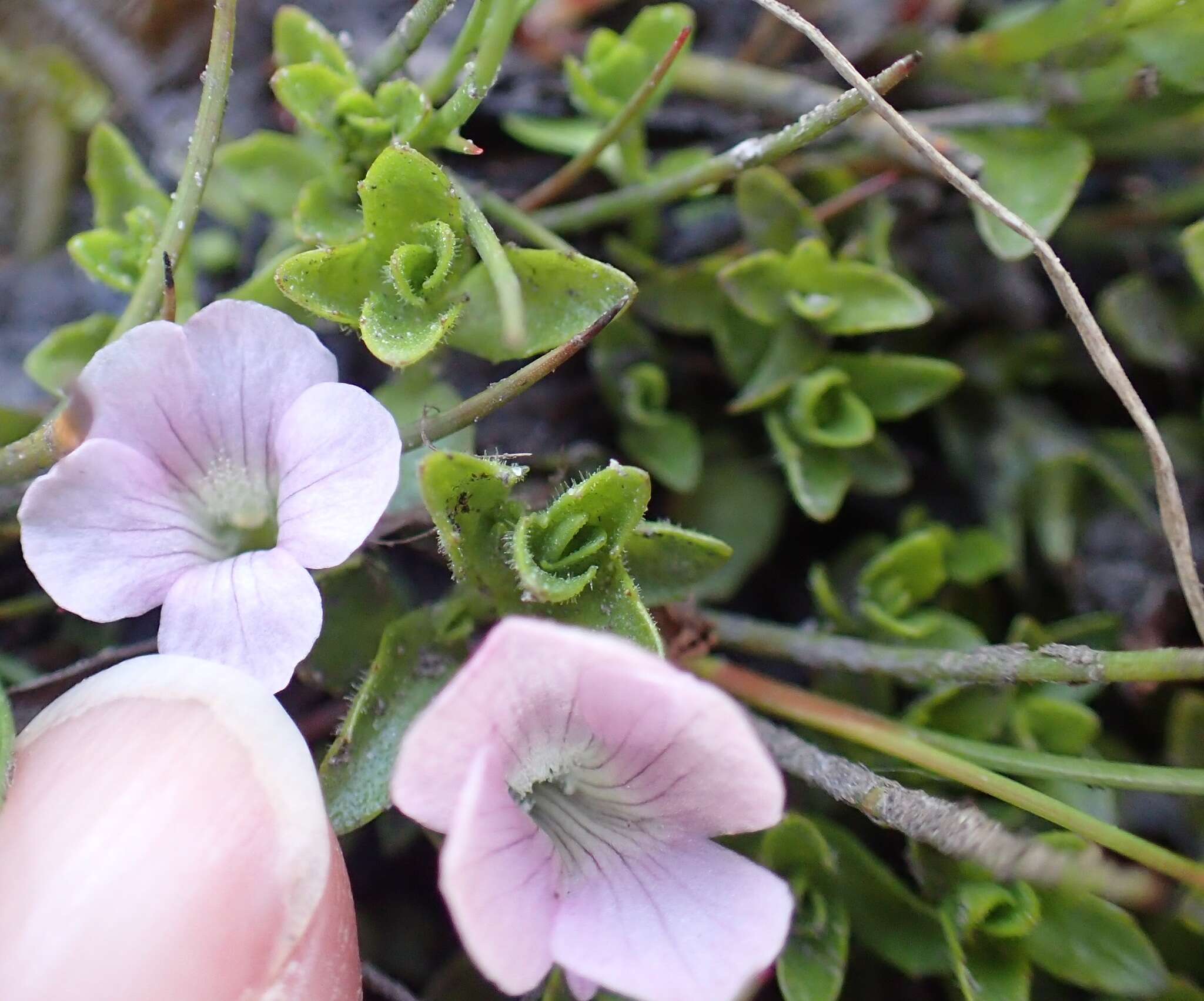 Image de Gratiola pubescens R. Br.