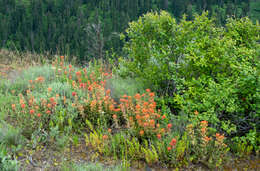 Image of acute Indian paintbrush