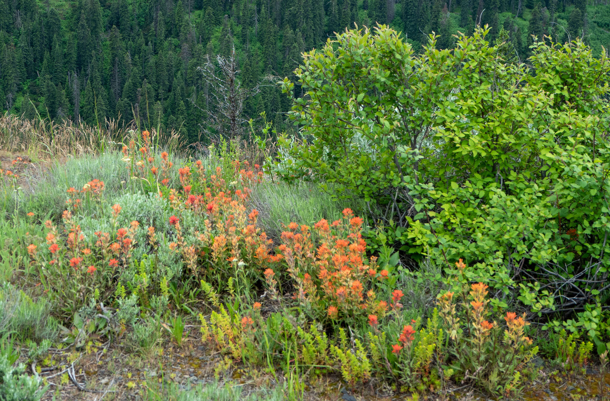 Image of acute Indian paintbrush