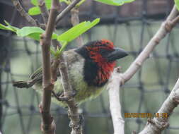 Image of Black-collared Barbet