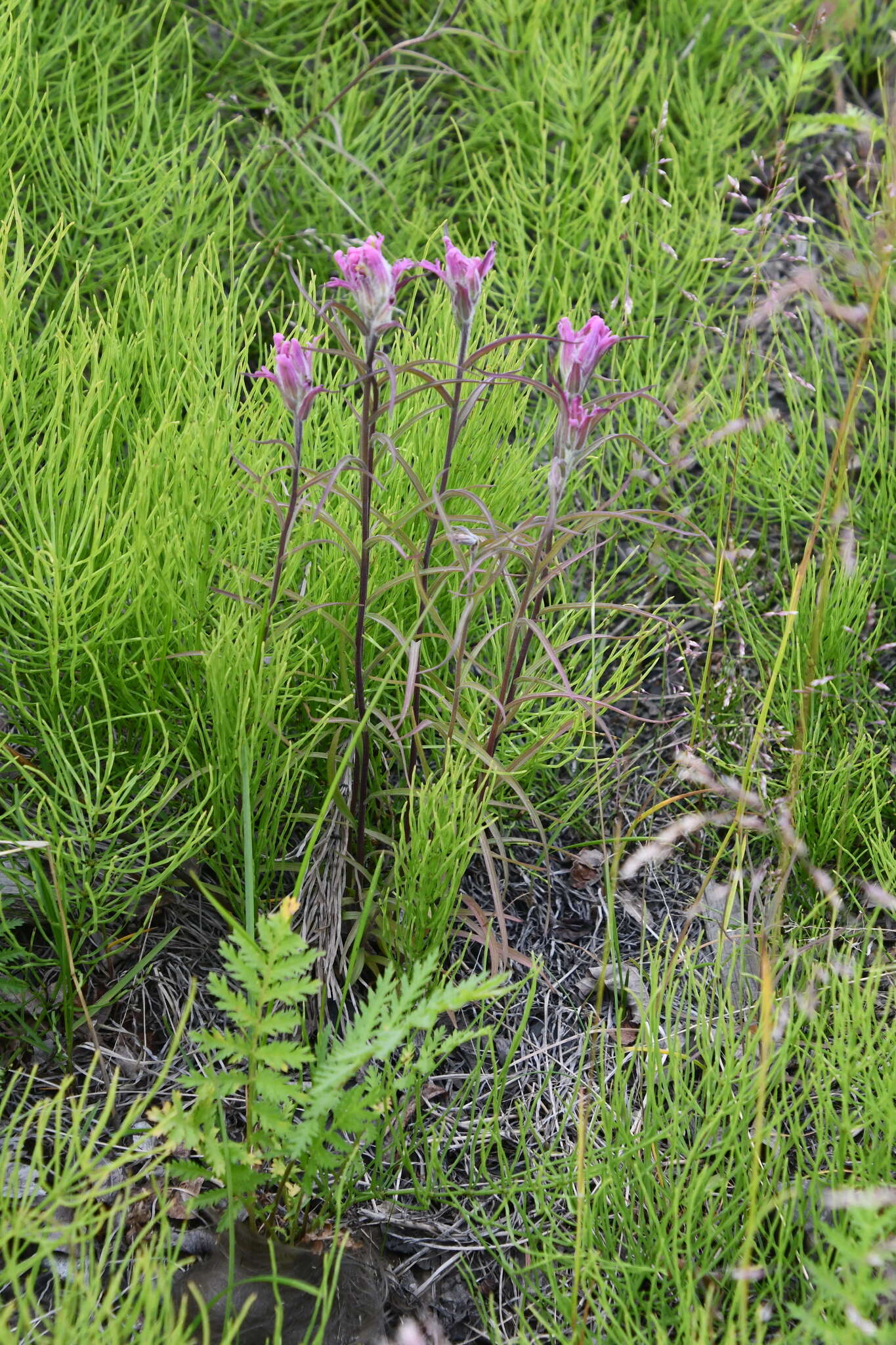 Image of Castilleja rubra (Drob.) Rebr.