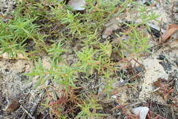 Image of Crassula expansa subsp. expansa