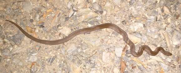 Image of Degenhardt's Scorpion-eating Snake