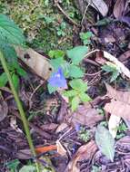 Salvia scutellarioides Kunth resmi