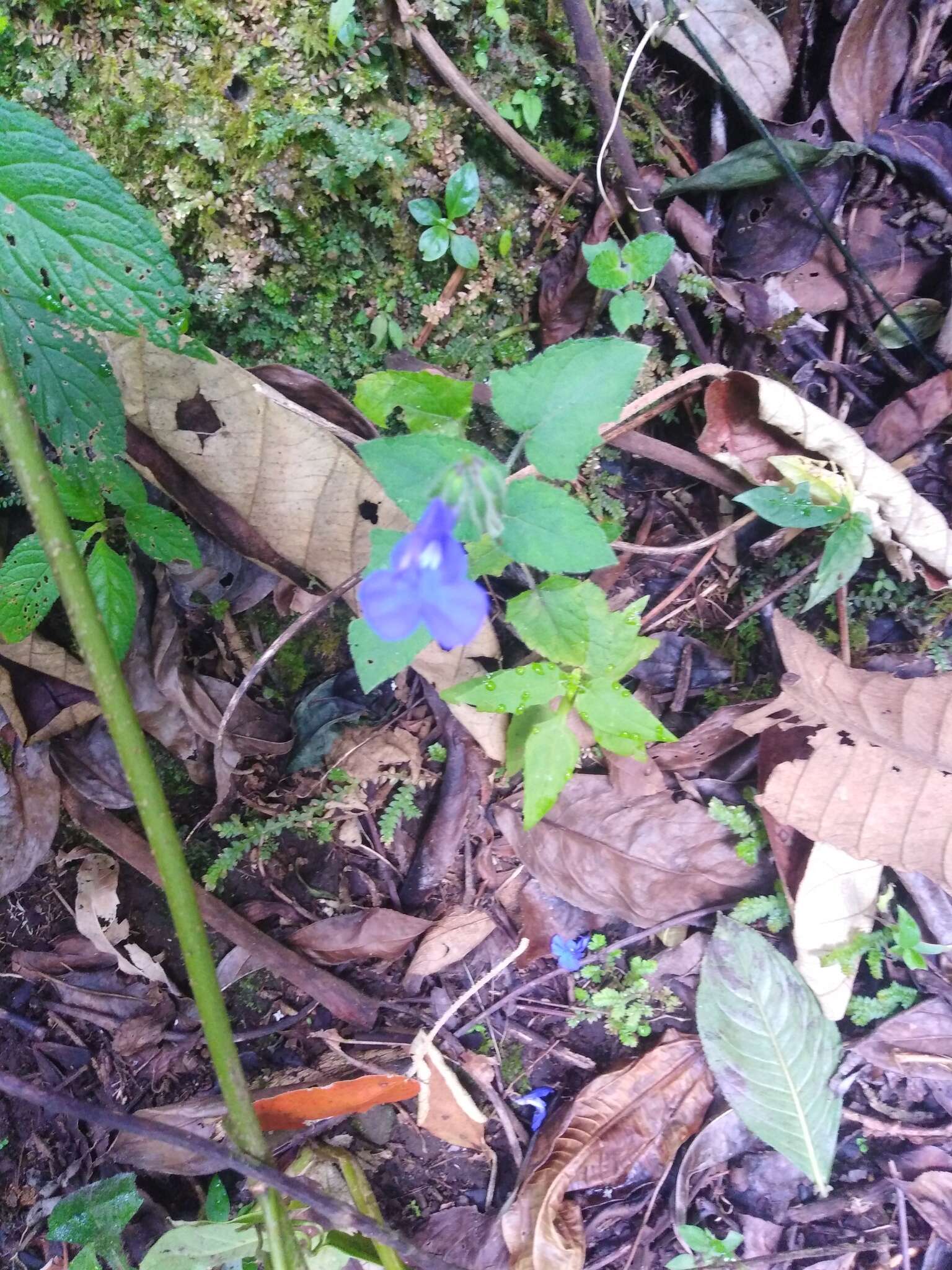 Sivun Salvia scutellarioides Kunth kuva