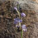 Image of Gladiolus marlothii G. J. Lewis