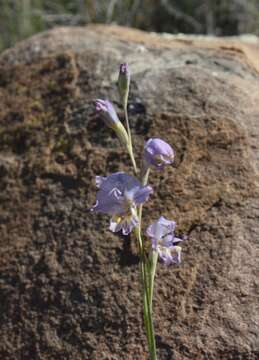 Image of Gladiolus marlothii G. J. Lewis