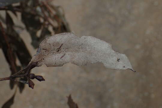 Слика од Eucalyptus ovata Labill.