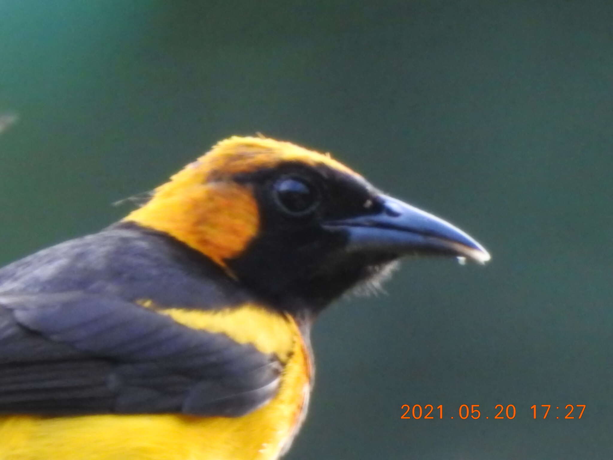 Image of Orange-crowned Oriole