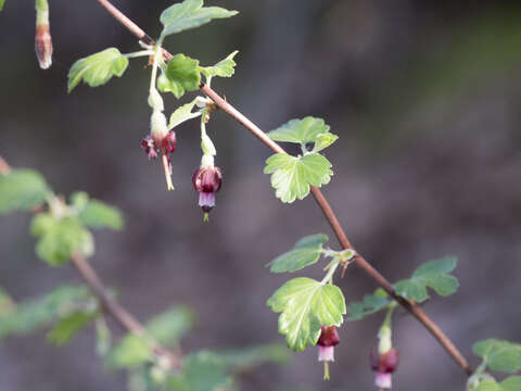 Imagem de Ribes roezlii var. roezlii