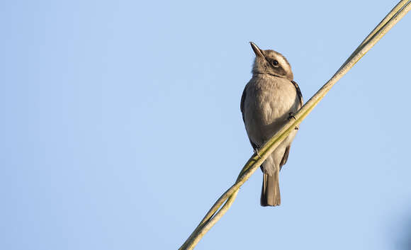 Image de Tephrodornis Swainson 1832