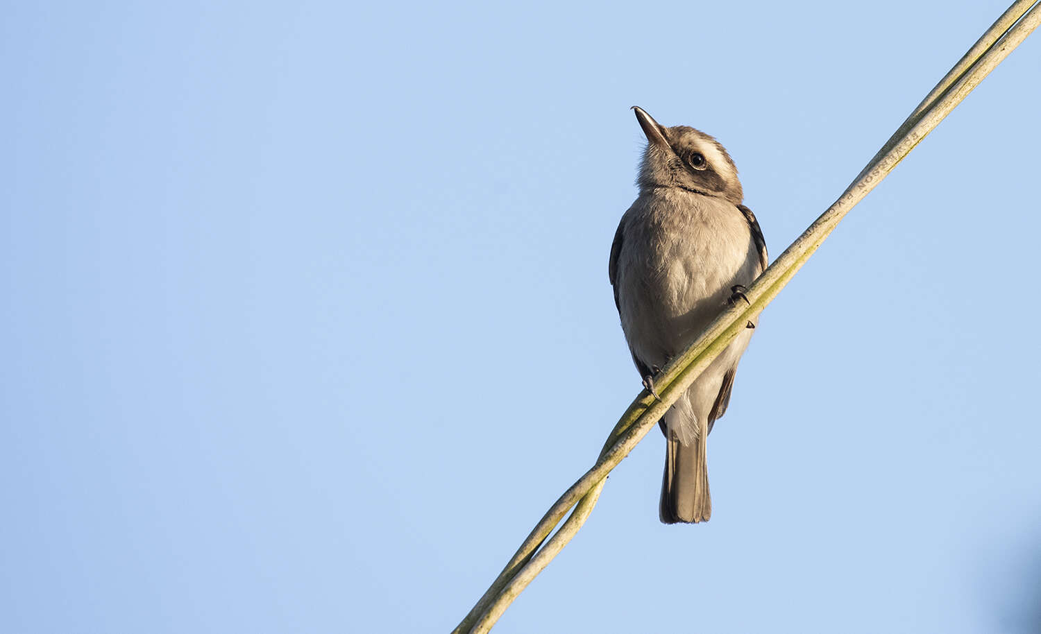 Image de Tephrodornis Swainson 1832