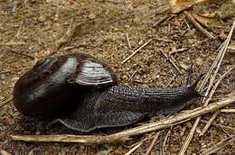 Image of Powelliphanta annectens (Powell 1936)