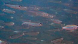 Image of Red Sea hardyhead silverside