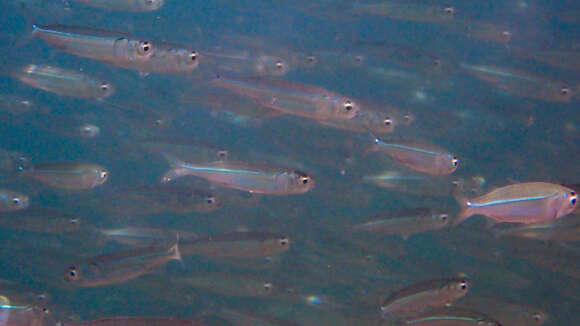 Image of Red Sea hardyhead silverside