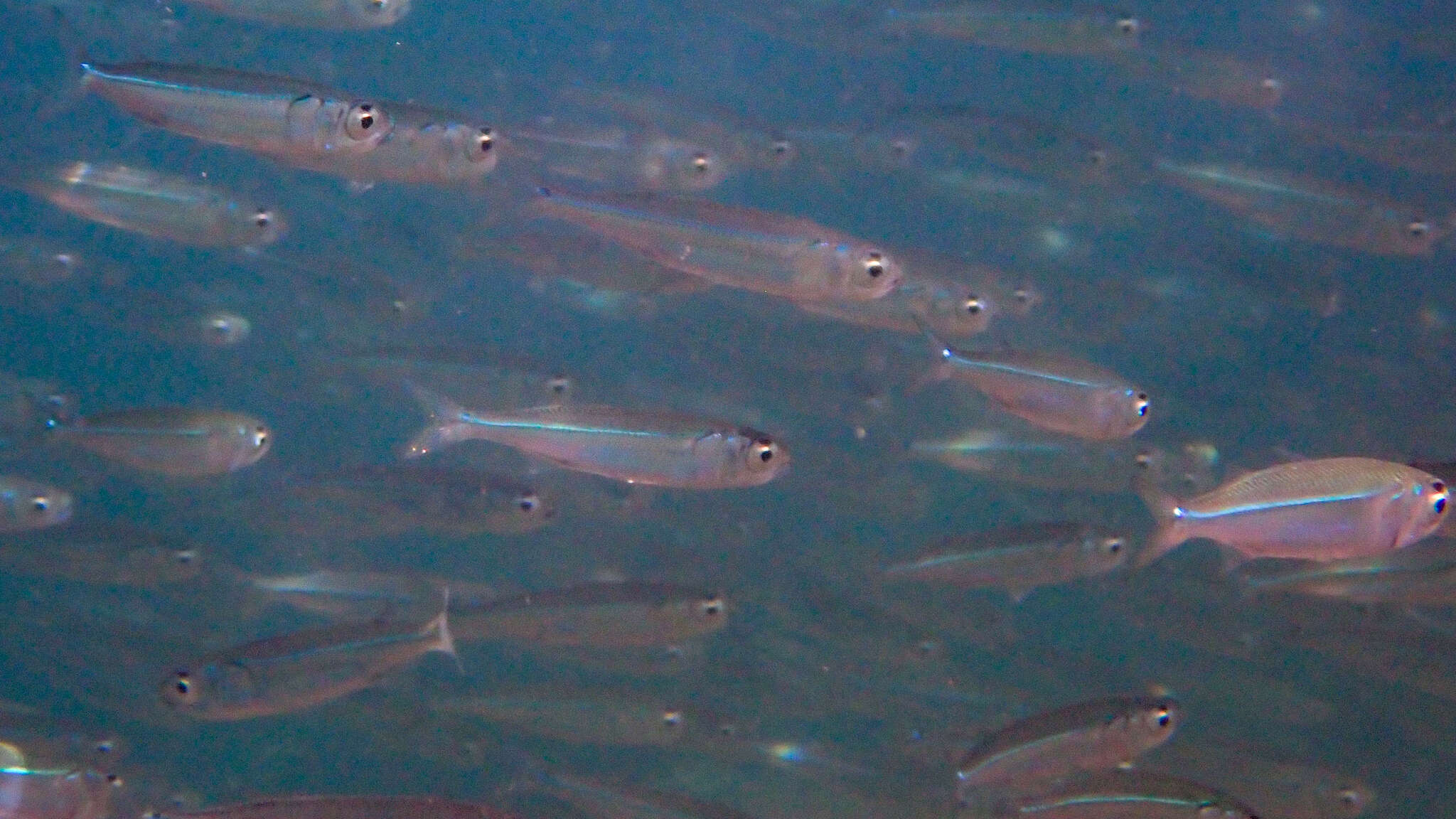 Image of Red Sea hardyhead silverside