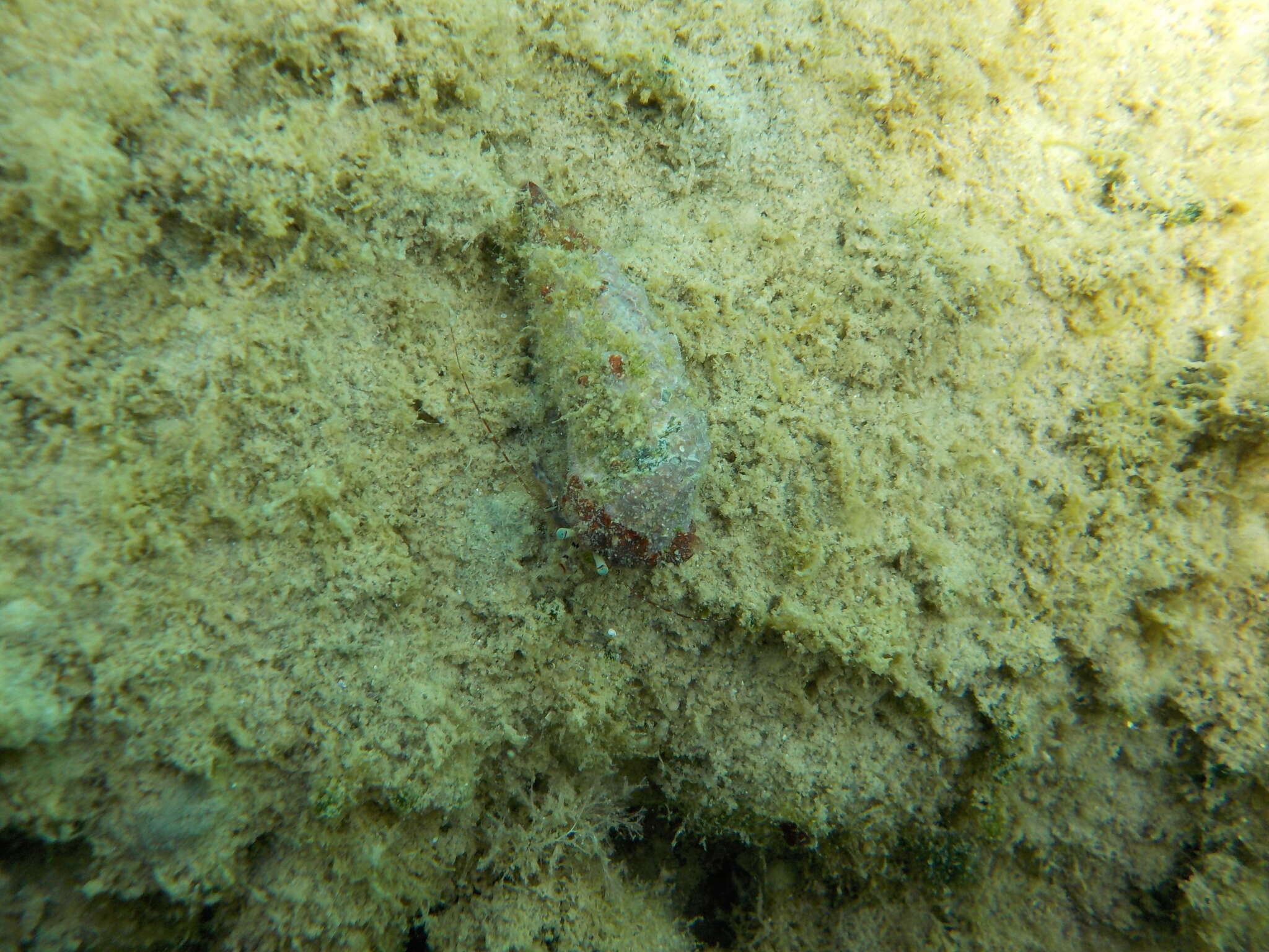 Image of rocky-shore hermit crab