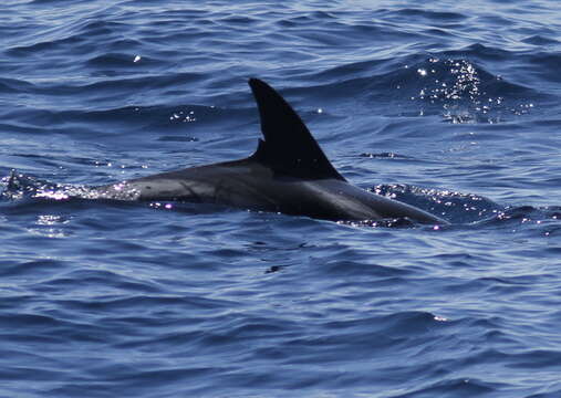 Image of Blue-white Dolphin