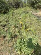 Image of Southern Goldenrod