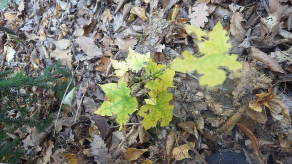 Image of Cappadocian maple