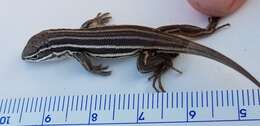 Image of Sierra Curlytail Lizard