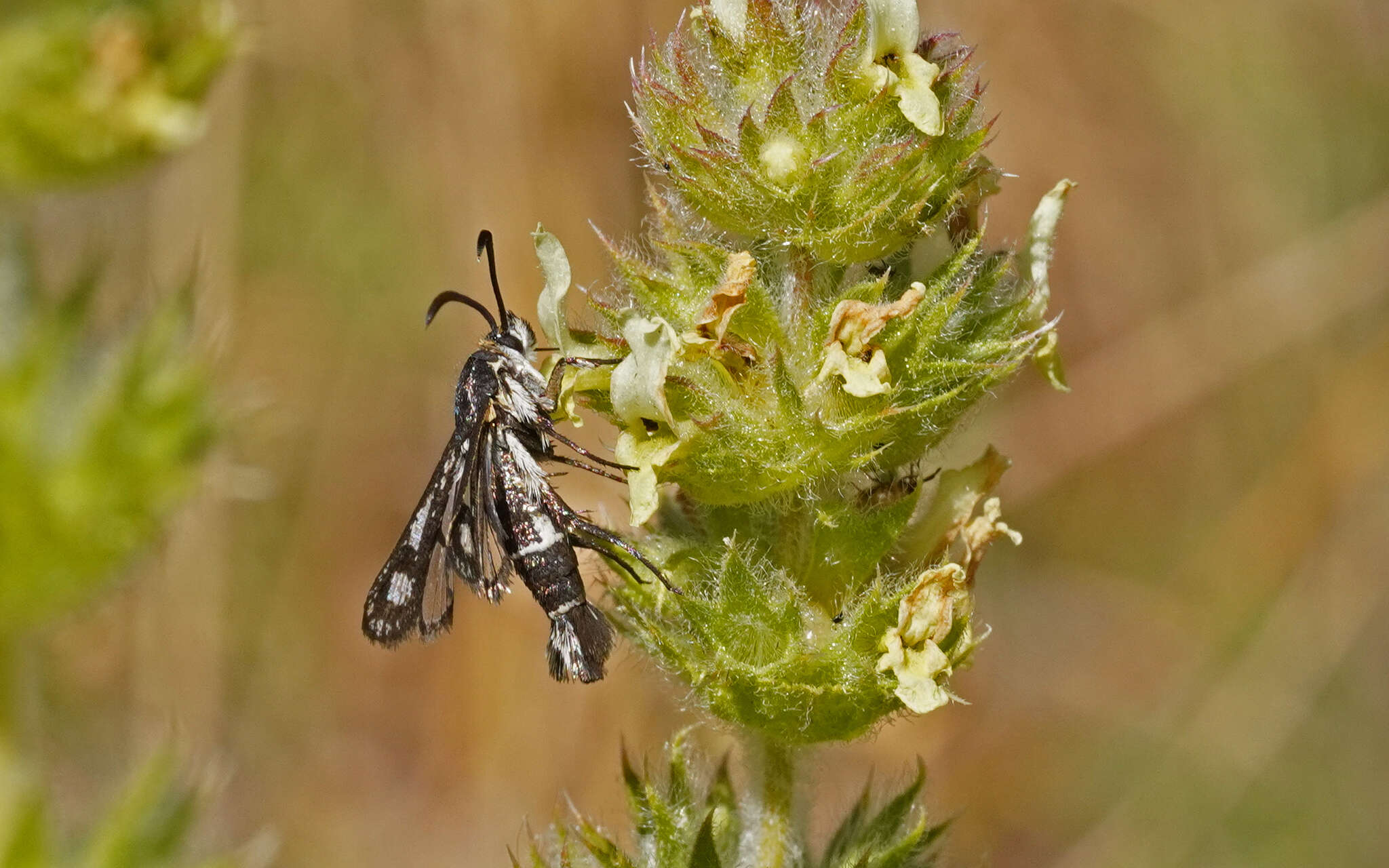 صورة Pyropteron affinis (Staudinger 1856)